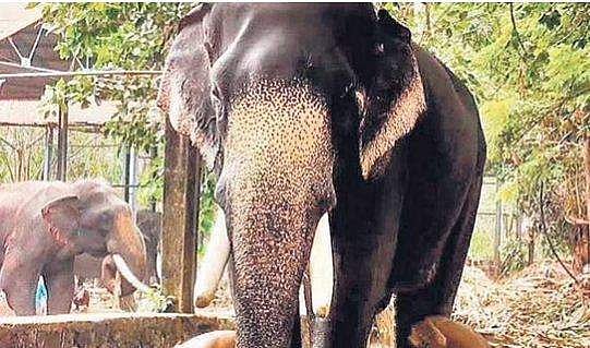 ഗുരുവായൂര്‍ ആനകള്‍ക്ക് സുഖചികിത്സ ജൂലായ് ഒന്നു മുതല്‍