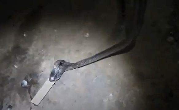 ഗതി കെട്ടാല്‍ മൂര്‍ഖന്‍ പ്ലാസ്റ്റിക് പൈപ്പും വിഴുങ്ങും!; വൈറല്‍ വീഡിയോ 