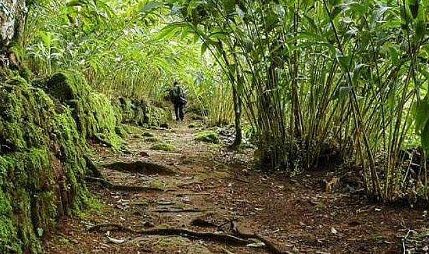 അമ്മ വഴക്കുപറഞ്ഞു, പിണങ്ങി ഏലത്തോട്ടത്തിലൊളിച്ച് പതിമൂന്നുകാരി; രാത്രി മുഴുവൻ തെരച്ചിൽ 