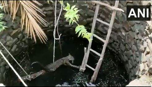 കിണറ്റില്‍ നിന്ന് മുരള്‍ച്ച; നോക്കിയപ്പോള്‍ കൂറ്റന്‍ പുള്ളിപ്പുലി; വീഡിയോ