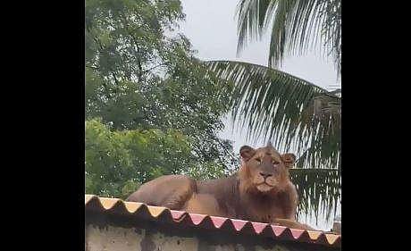 വീടിന്റെ മേല്‍ക്കൂരയില്‍ ഇരിപ്പുറപ്പിച്ച് സിംഹം- വീഡിയോ 