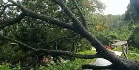 ചാവക്കാട് മിന്നൽ ചുഴലി; വ്യാപക നാശം; ദേശീയ പാതയിൽ മരം വീണു