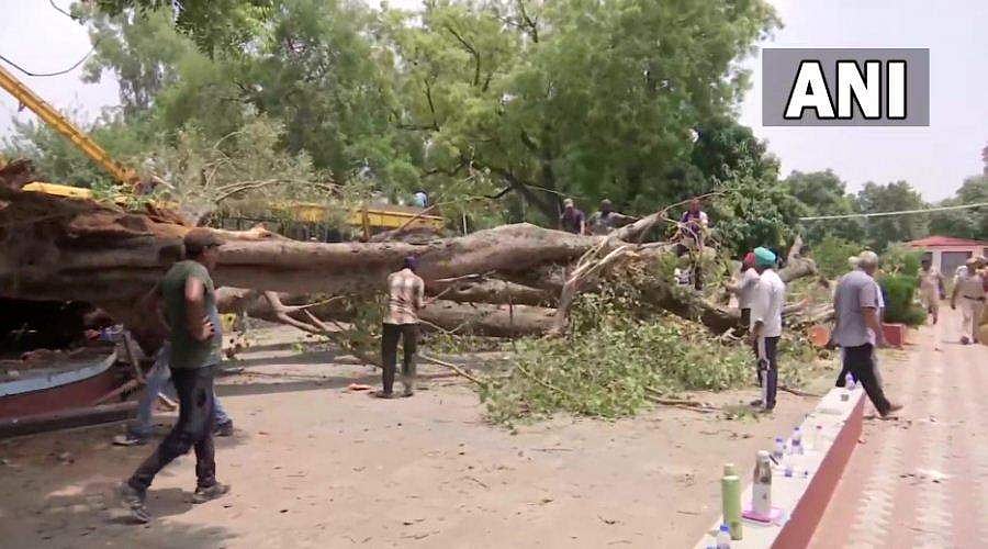 250 വര്‍ഷം പഴക്കമുള്ള ആൽമരം കടപുഴകി വീണു; അടിയില്‍പ്പെട്ട് സ്‌കൂള്‍ വിദ്യാര്‍ത്ഥിനി മരിച്ചു; 20  പേര്‍ക്ക് പരിക്ക് (വീഡിയോ)