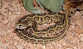 കേരളത്തിൽ കണ്ടുവരുന്ന അണലി വർഗ്ഗത്തിൽപ്പെട്ട പാമ്പുകൾ