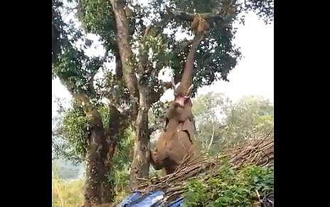 പ്ലാവില്‍ കയറി ചക്കയിട്ട് കൊമ്പന്‍; വീഡിയോ