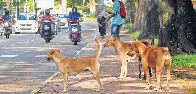 നായ കുറുകെ ചാടി;  ഓട്ടോറിക്ഷ മറിഞ്ഞ് ഡ്രൈവര്‍ മരിച്ചു
