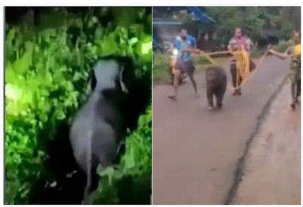 കൂട്ടം തെറ്റി നാട്ടിലിറങ്ങിയ കുട്ടിക്കുറുമ്പനെ ആനക്കൂട്ടത്തോടൊപ്പം അയച്ചു; ലോക ആനദിനത്തില്‍ ഏറെ സന്തോഷമെന്ന് വനപാലകര്‍