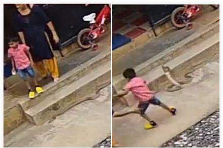 പടിക്കെട്ടിന് സമീപം മൂര്‍ഖന്‍; അറിയാതെ താഴേക്കിറങ്ങിയ കുഞ്ഞിനെ കൊത്താനാഞ്ഞ് പാമ്പ് ( വീഡിയോ)