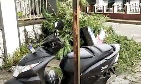 മുത്തശ്ശനും മുത്തശ്ശിക്കുമൊപ്പം സ്കൂട്ടറിൽ പോകുമ്പോൾ മരം മുറിഞ്ഞു വീണു; അഞ്ച് വയസുകാരന് ദാരുണാന്ത്യം