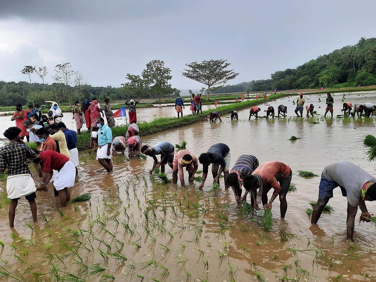 നാടന്‍ വിഭവങ്ങള്‍ ചുറ്റുവട്ടത്ത്, കൃഷി വകുപ്പിന്റെ 32 നാട്ടുപീടിക കണ്ടെയ്‌നര്‍ ഷോപ്പുകള്‍; സംസ്ഥാനതല ഉദ്ഘാടനം വെള്ളിയാഴ്ച