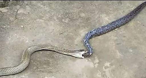 അണലിയെ മൂര്‍ഖന്‍ വിഴുങ്ങി; പിന്നീട് സംഭവിച്ചത്- വീഡിയോ 