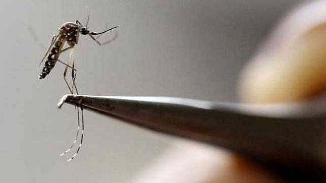 ചിക്കുന്‍ഗുനിയയ്ക്ക് വാക്‌സിന്‍; ലോകത്തില്‍ ആദ്യം, അംഗീകാരം നല്‍കി യു എസ്
