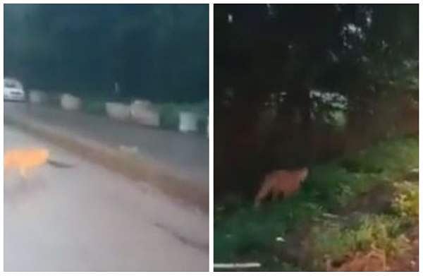 നഗരത്തില്‍ കറങ്ങി പുലി; 22 സ്‌കൂളുകള്‍ക്ക് അവധി നല്‍കി അധികൃതര്‍ (വീഡിയോ)