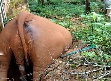 വെള്ളിക്കുളങ്ങരയില്‍ സെപ്റ്റിക് ടാങ്കില്‍ വീണ് കാട്ടാന ചരിഞ്ഞു - വിഡിയോ