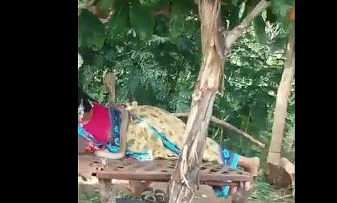 സ്ത്രീയുടെ ദേഹത്തുകയറി പത്തിവിടര്‍ത്തി 'എട്ടടി' മൂര്‍ഖന്‍; ഒടുവില്‍- വീഡിയോ 
