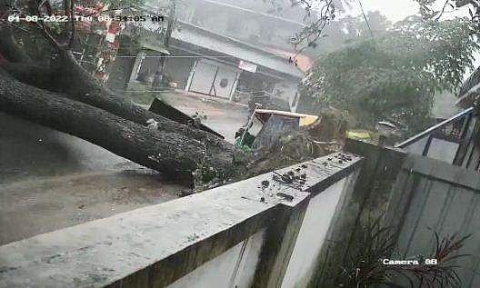 ആലുവയിൽ കൂറ്റൻമരം കടപുഴകി റോഡിൽ; സ്കൂൾ ബസ് ഉൾപ്പടെ രക്ഷപ്പെട്ടത് തലനാരിഴയ്ക്ക്; വീഡിയോ
