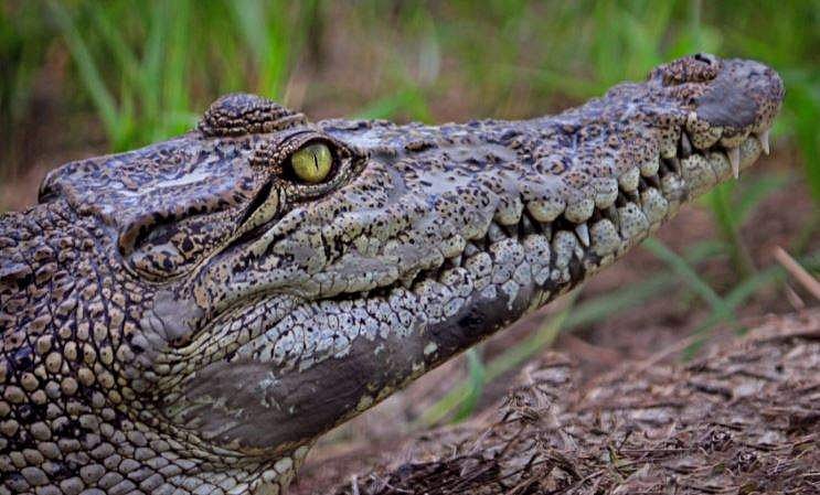 പത്തുവയസുകാരനെ മുതല കടിച്ചെടുത്തു; പാതി തിന്നനിലയില്‍ മൃതദേഹം