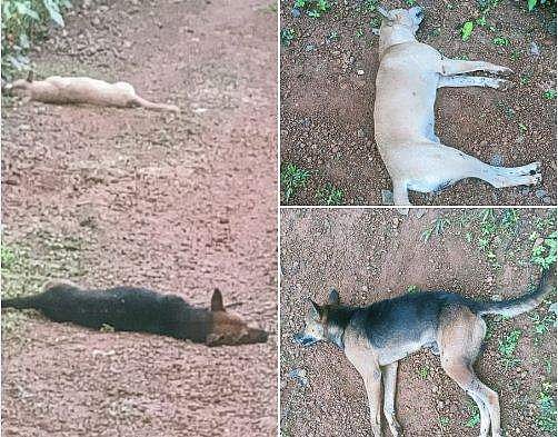 തെരുവു നായ്ക്കള്‍ കൂട്ടത്തോടെ ചത്തതില്‍ പൊലീസ് കേസ്; കുഴിച്ചിട്ടവയെ പുറത്തെടുത്ത് പോസ്റ്റ്‌മോര്‍ട്ടം