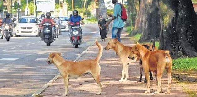 പട്ടി റോഡിന് കുറുകെ ചാടി‌, ബൈക്ക് കണ്ടെയ്‌നര്‍ ലോറിയുടെ അടിയില്‍പ്പെട്ടു; 24കാരൻ മരിച്ചു