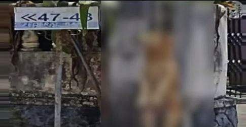 കോട്ടയത്ത് തെരുവുനായയെ കൊന്ന് കെട്ടിത്തൂക്കി; അന്വേഷണം