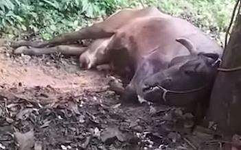 പാലക്കാട് പേവിഷ ബാധയേറ്റ പശു ചത്തു