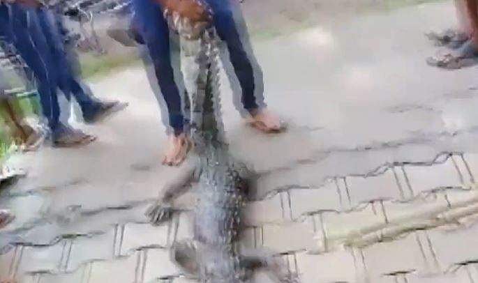 സ്‌കൂളില്‍ മുതല, ഭയന്ന് വിറച്ച് വിദ്യാര്‍ഥികള്‍; ക്ലാസ്‌ റൂമില്‍ പൂട്ടിയിട്ട് നാട്ടുകാരുടെ രക്ഷാപ്രവര്‍ത്തനം- വീഡിയോ 