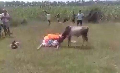ഉടമയുടെ വേര്‍പാട് താങ്ങാനായില്ല, ശ്മശാനത്തിലേക്ക് ഓടിയെത്തി; കണ്ണുകളെ ഈറനണിയിച്ച് കാള- വീഡിയോ