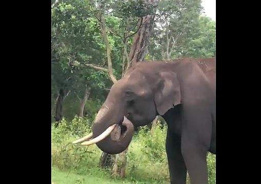 വിശന്നുവലഞ്ഞു, പ്ലാസ്റ്റിക് തിന്ന് വിശപ്പടക്കാന്‍ ശ്രമിക്കുന്ന ആന; നൊമ്പരം- വീഡിയോ