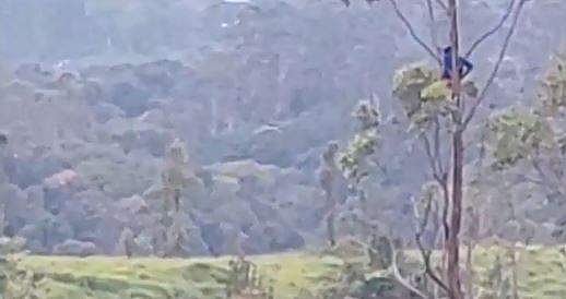 കാട്ടാനക്കൂട്ടം പാഞ്ഞടുത്തു; കര്‍ഷകന്‍ പ്രാണനും കൊണ്ട് ഓടി മരത്തിന് മുകളില്‍; താഴെയിറങ്ങാനായത് ഒന്നര മണിക്കുറിന് ശേഷം