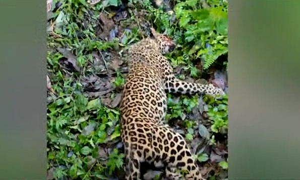 'രാവിലെ റോഡില്‍ പുലി, ആക്രമിച്ചപ്പോള്‍ വാക്കത്തി കൊണ്ടു വീശി'
