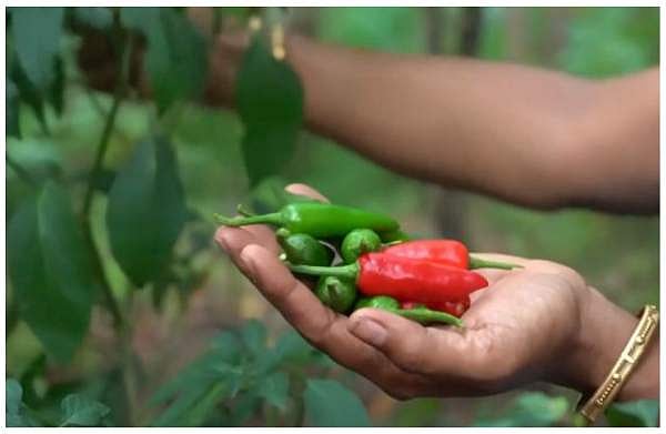 സ്‌പൈസി ഫുഡ് കഴിക്കാന്‍ മടിക്കണ്ട; എരിവുള്ള ഭക്ഷണത്തിനുമുണ്ട് ആരോഗ്യഗുണങ്ങള്‍