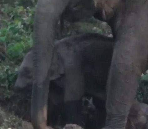 തുമ്പിക്കൈ അറ്റുപോയ നിലയില്‍ കുട്ടിയാന; നൊമ്പരക്കാഴ്ച