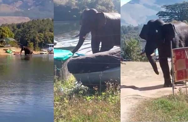 ആനയിറങ്കൽ ഡാം നീന്തിക്കയറി എത്തി; ഹൈഡൽ ടൂറിസം സെന്ററിൽ അഴിഞ്ഞാടി ചക്കക്കൊമ്പൻ