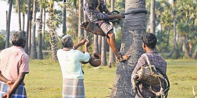 കള്ള് ചോദിച്ചിട്ട് കൊടുത്തില്ല; ചെത്തിക്കൊണ്ടിരുന്ന തെങ്ങ് മുറിച്ചിട്ട് പ്രതികാരം, ചെത്തു തൊഴിലാളിക്ക് പരിക്ക്