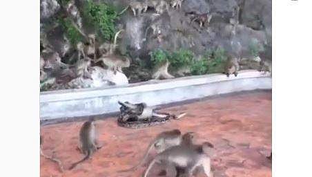 കുരങ്ങനെ വരിഞ്ഞുമുറുക്കി പെരുമ്പാമ്പ്; രക്ഷിക്കാന്‍ പഴുത് തേടി മറ്റു കുരങ്ങന്മാര്‍, ഒടുവില്‍- വീഡിയോ 