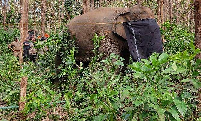 പിടി സെവന്റെ ശരീരത്തില്‍ 15 ഓളം പെല്ലറ്റുകള്‍; നാടന്‍ തോക്കില്‍ നിന്നും വെടിയുതിര്‍ത്തതെന്ന് നിഗമനം
