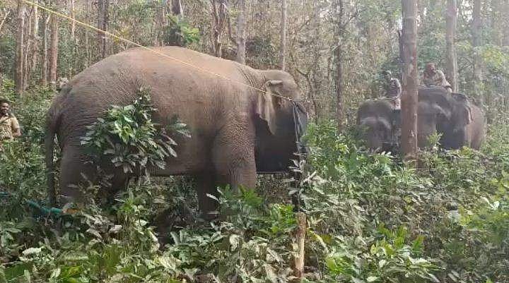 കണ്ണുകള്‍ മൂടിക്കെട്ടി; കുങ്കിയാനകളുടെ നിയന്ത്രണത്തില്‍; പിടി സെവന്‍ ദൗത്യം രണ്ടാംഘട്ടത്തിലേക്ക് 
