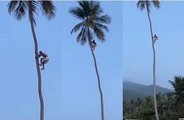 ഉയരമുള്ള തെങ്ങ് ഞൊടിയിടയിൽ കീഴടക്കി, കയറിയതിനേക്കാൾ സ്പീഡിൽ താഴേക്ക്; ഇതാണ് യഥാർത്ഥ സ്പൈഡർമാൻ, വിഡിയോ 