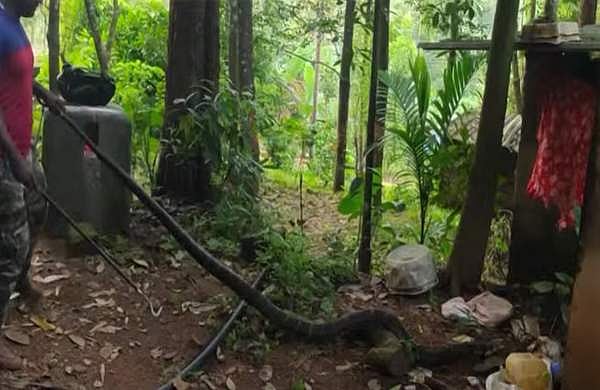 കുരങ്ങന്മാരുടെ ബഹളം; വീടിന് പിന്നില്‍ കൂറ്റന്‍ രാജവെമ്പാല; ഭയന്ന് വീട്ടുകാര്‍