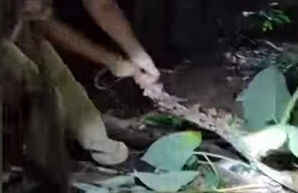 മഴയ്ക്ക് പിന്നാലെ തിരുവനന്തപുരത്തെ ഭീതിയിലാക്കി പെരുമ്പാമ്പ് ശല്യം; പിടികൂടിയത് പത്തെണ്ണത്തെ