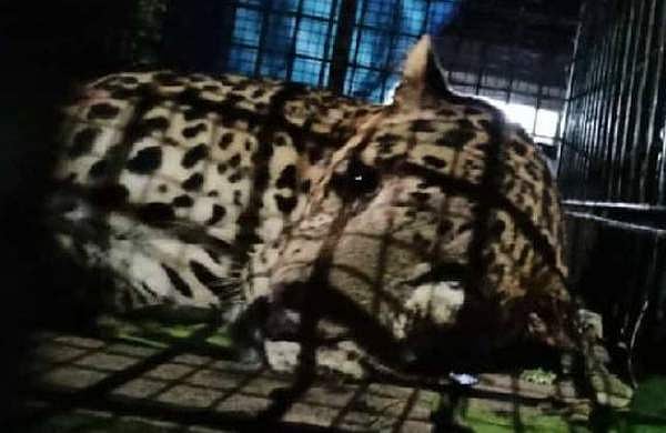 വിശന്നപ്പോൾ കയറി; വയനാട്ടിൽ കോഴിക്കൂട്ടിൽ പുലി കുടുങ്ങി
