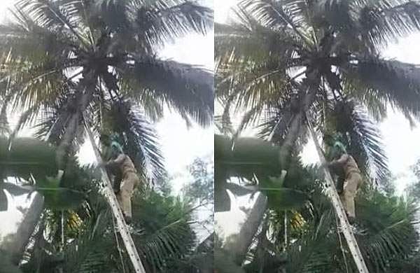 തെങ്ങുകയറുന്നതിനിടെ യുവാവ് തലകീഴായി മറിഞ്ഞു;  രക്ഷപ്പെടുത്തി ഫയര്‍ ഫോഴ്‌സ് ഉദ്യോഗസ്ഥര്‍; പുതുജീവന്‍