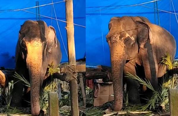 ​ഗുരുവായൂരിലെ ഗജമുത്തശ്ശി താര ചെരിഞ്ഞു