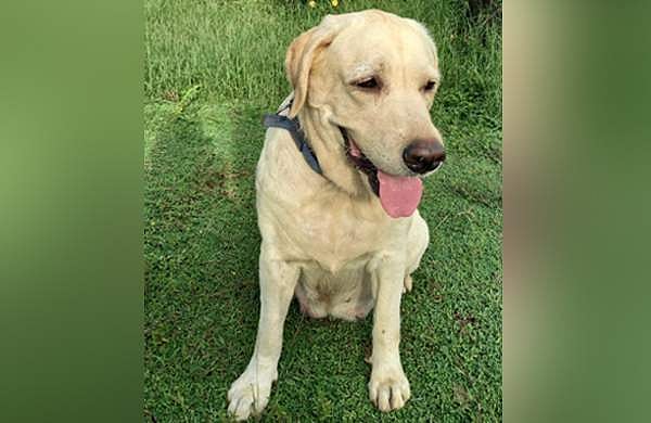 'സേനയിലെ ഏറ്റവും മിടുക്കി'; മരണം വിഷം ഉള്ളിൽച്ചെന്ന്, കല്യാണിയുടെ ദുരൂഹ മരണത്തിൽ അന്വേഷണം