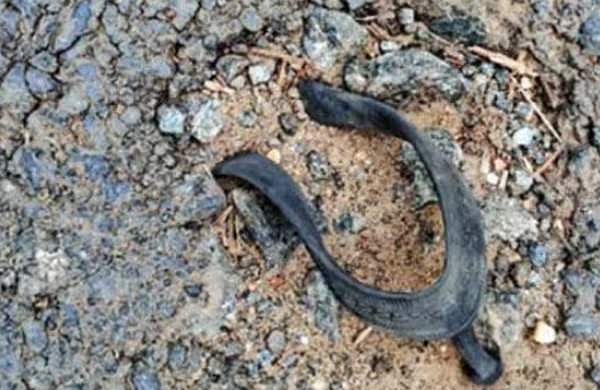 മഴ പെയ്തപ്പോള്‍ പുതിയതായി ടാര്‍ ചെയ്ത റോഡില്‍ പൊങ്ങിവന്നത് റബര്‍ ചെരിപ്പ്; 'റബ്ബറൈസ്ഡ് ടാറിങ്' എന്ന് പരിഹാസം
