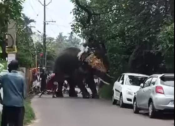 കൊച്ചിയില്‍ ഉത്സവത്തിനിടെ ആന ഇടഞ്ഞു; ആനപ്പുറത്തിരുന്നവര്‍ രക്ഷപ്പെട്ടത് തലനാരിഴയ്ക്ക്, വീഡിയോ 