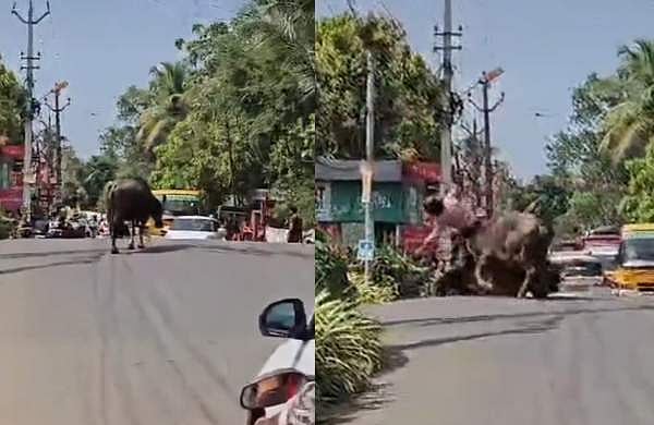 റോഡ് തടസ്സപ്പെടുത്തി, സ്കൂട്ടർ യാത്രികനെ കുത്തി വീഴ്ത്തി: പോത്തിന്റെ പരാക്രമം, ആറു പേർക്ക് പരിക്ക്