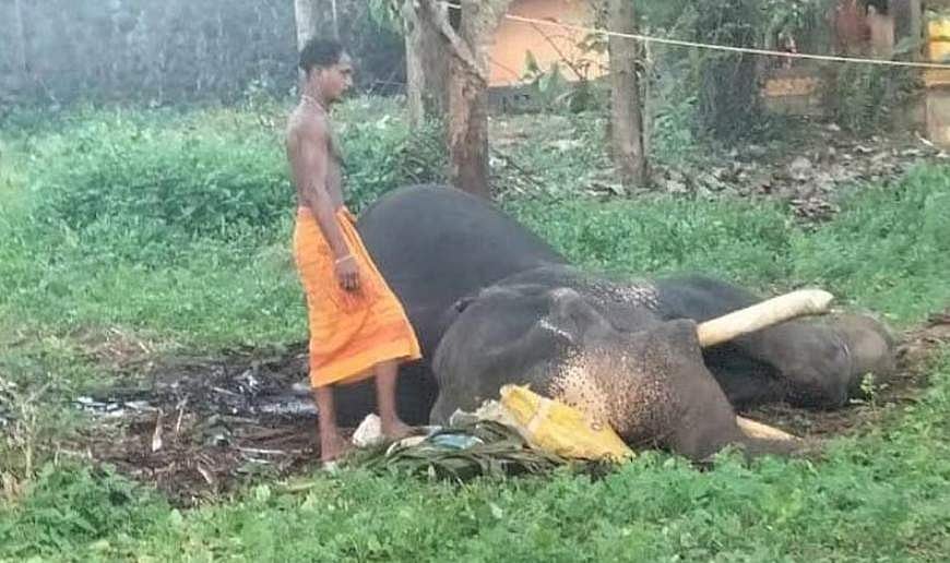 ചികിത്സ വിഫലം; എഴുന്നളളത്തിന് എത്തിച്ചപ്പോള്‍ കുഴഞ്ഞുവീണ ആന ചരിഞ്ഞു