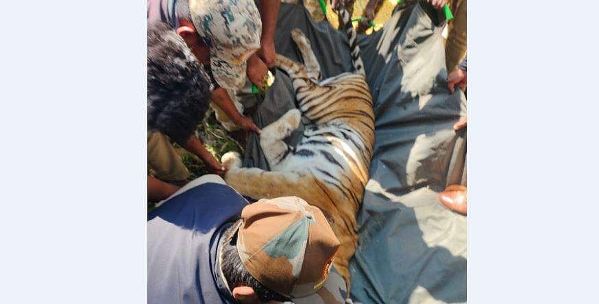 നരഭോജി കടുവയെ  മയക്കുവെടിവെച്ചു പിടികൂടി