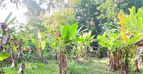 പെരുമ്പാവൂരില്‍ യുവാവിന്റെ മൃതദേഹം വാഴത്തോട്ടത്തില്‍; കമിഴ്ന്ന് കിടക്കുന്ന നിലയില്‍, ദുരൂഹത